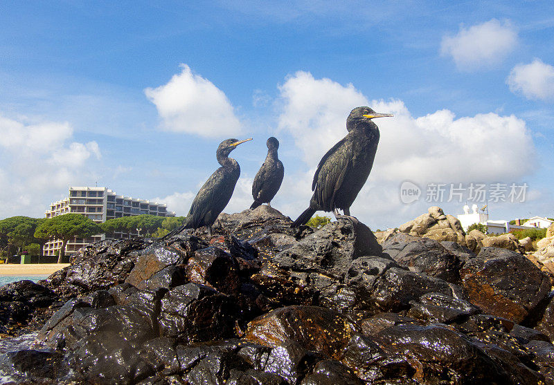 Phalacrocorax carbo，在科斯塔布拉瓦-赫罗纳